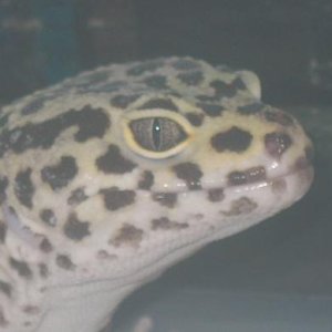 male yellow 2 gecko closeup