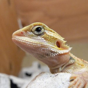Hypo Trans little boy