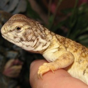 mali uro