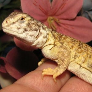 mali uro