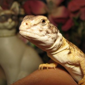 mali uro