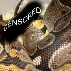 vpi axanthic X Pastel