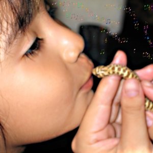 hognose kissies