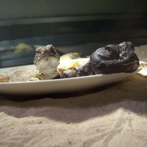 Uromastyx plate