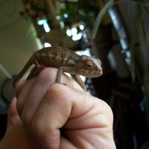 Fisting Zorac
