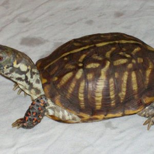 Baron Von Turtle