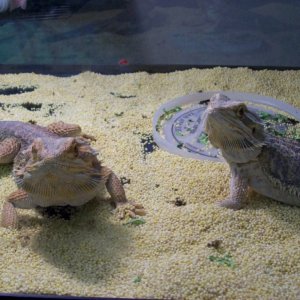 The 2 dragons