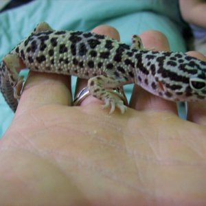 Squeek