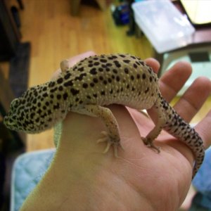 Toe