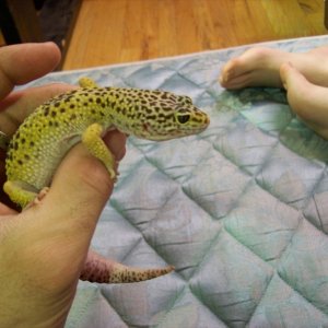 Toe