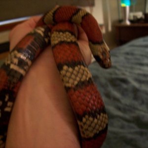 The Kingsnake