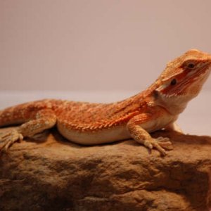Flame red 5 mo girl
