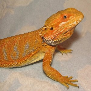 R BEARDED DRAGONS LAIR