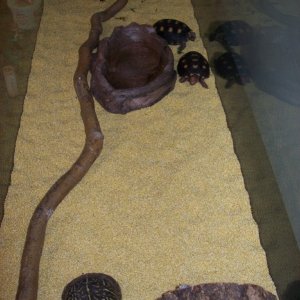 Turtle Pad