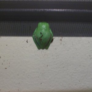 Sleeping Froggy