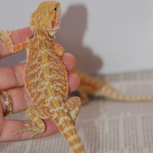 Hypo Tangerine 2mo boy