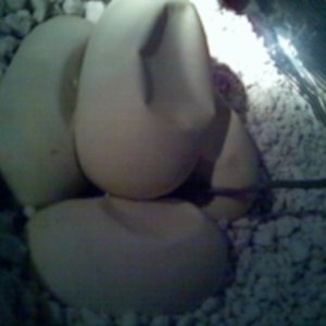 Juliets eggs at day 49 pic 2
