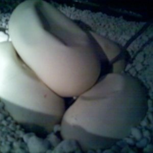 Juliets eggs at day 49 pic 1