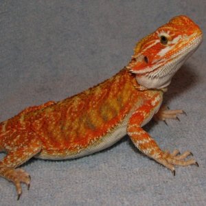 R BEARDED DRAGONS LAIR