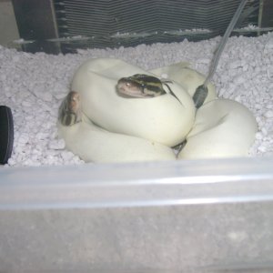 Juliets Babies