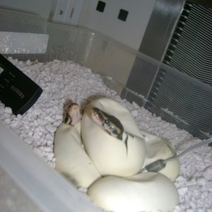 Juliets Babies 2