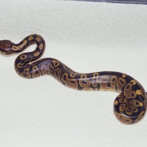 Juliet Baby #2