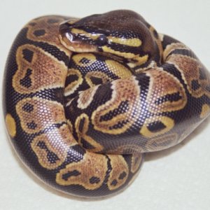 Juliet Baby #1
