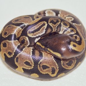 Juliet Baby #3