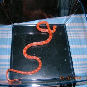 Hypo Bloodred
