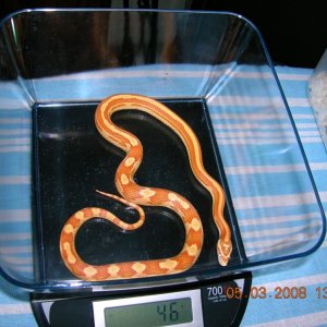 Amel Striped Motley