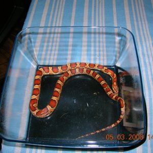 Creamsicle X Abbott's Okeetee