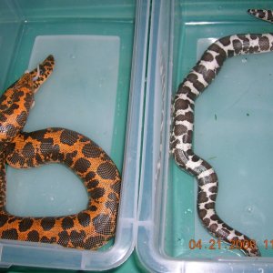 Kenyan Sand Boas