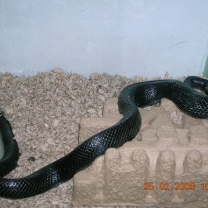Black Rat