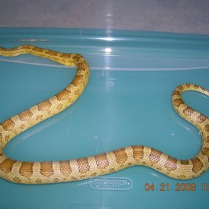 Caramel