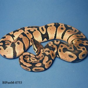 Male Blonde Pastel