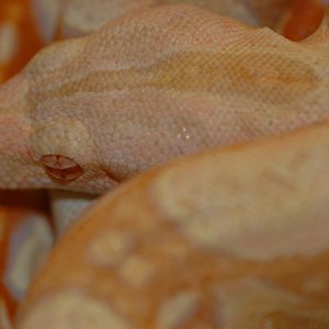 albino_boa