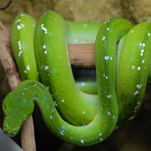 tree_python_1_good
