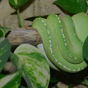 gtp_on_perch