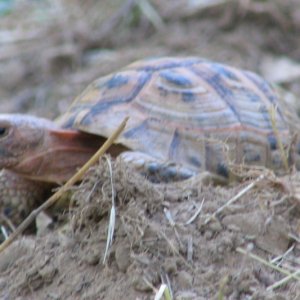 male greek tortoise peach colored