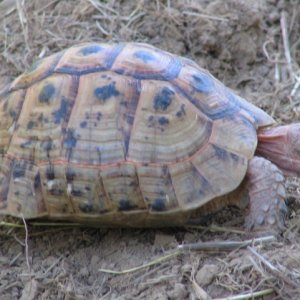 male greek tortoise