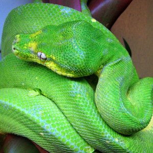 Adult Male GTP