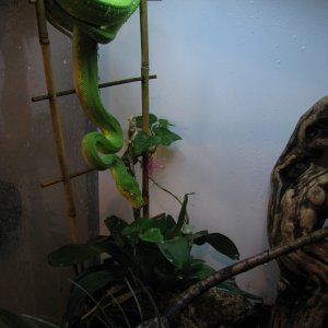 Adult Male GTP