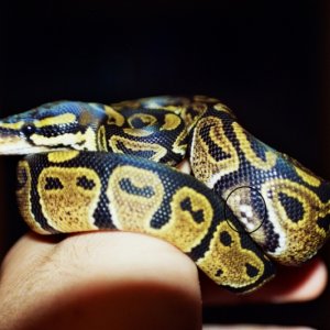 CB Normal BP
