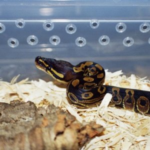 CB Normal BP