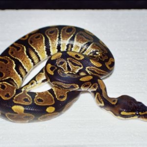 CB Normal BP