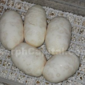Normal_BP2