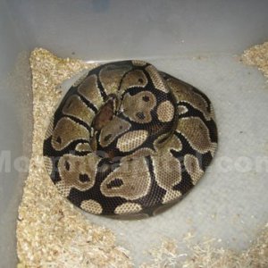Normal_BP1
