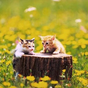 Cat_-_055