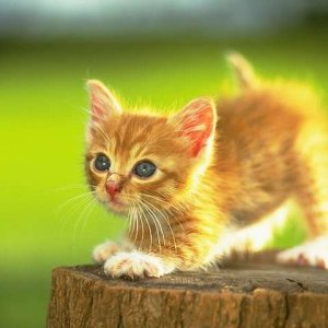 Cat_-_010