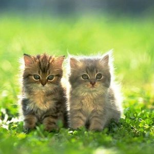 Cat_-_065
